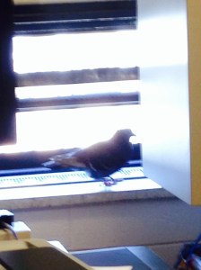 Green Chemistry Fan!